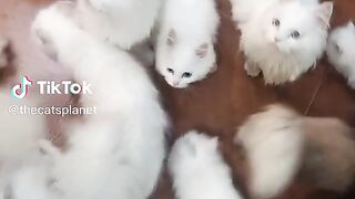 Cats lovers
