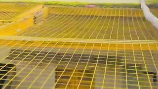 My pigeons flying setup