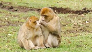 Funny Monkey Animal Planet