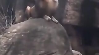 Be zuban janwar be Allah ko pokar raha hai Allah ke Shan.....mere videos ke  pe  kare