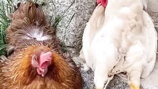 Friendship puppy love ???????????? subscribe me please ????