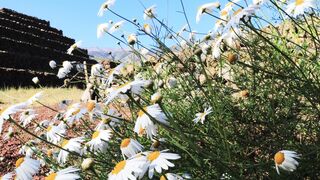 About flowers
