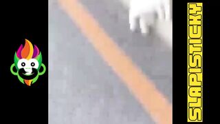Funny Cats Compilation