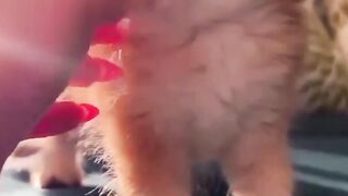 Most Satisfying Funny Cat Video