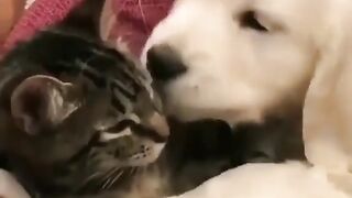 Funniest Animals???? Best Funny Cats and dogs video 2023 ????????????????????????