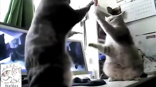 Funny Cats Clapping | High Fiving | Kitten leisure