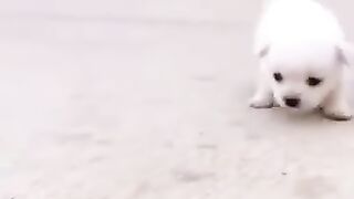 Cute puppy