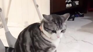 #Funniest #cute #Cat ???? video 2023 #beautiful Best funny kitty ???? video 2023