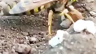 SUBHANALLAH.