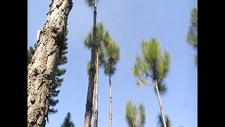 Best place to visit || beautiful  view of trees and water leak