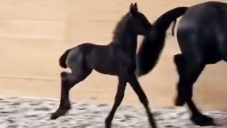 #Beautiful #Horses Video's 2023, #Brown horse2023 Beautiful #Black #horses' Breed2023????????????????????????????