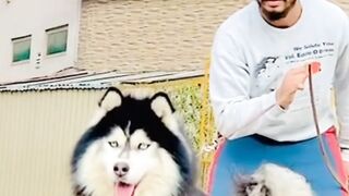 Dog best dog