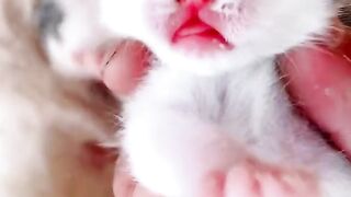 Funny cats, funny Animal, funny cats compilation