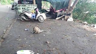 Funny monkey video