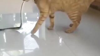 Funny cat