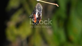 Butterfilay