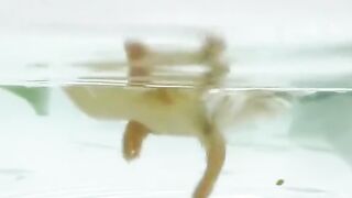 #CuteLittleDucks #Funny #Ducks video2023 #