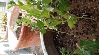 Peas plants