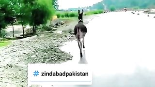 New Funny video is a fun