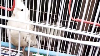 Cocktail parrot