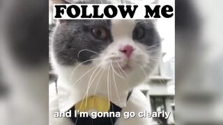 Cats Talking These cat can speak English better then human