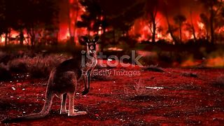 Australia Bush Fire in Jungle