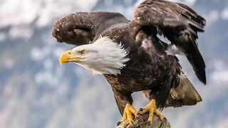 Eagle Vedio
