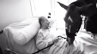 most beautiful Black horse on this earth #shortsAdorable Moment Horses ???? Love Their Owners ????