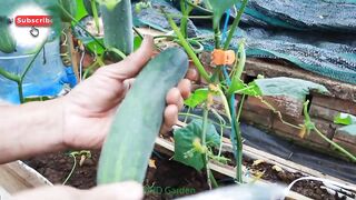 Vegetables made by myself hi friend please subscribe my channel