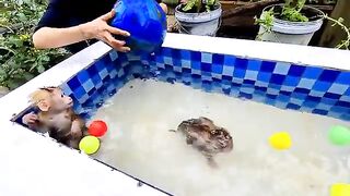 this button to switch to Compact mode. Chip Ruby Mimi is very cute bathing, swimming and gliding