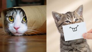 Funny cats and dogs viral