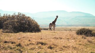 Beautiful Giraffe Video