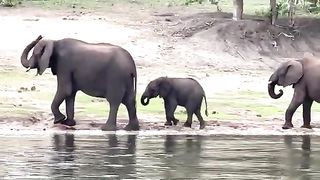 Elephant Vedio
