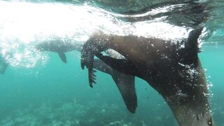Seals swimming underwater view