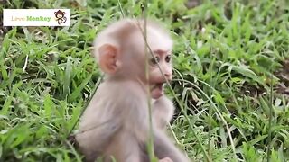 this button to switch to Compact mode. The orphaned monkey lost his way in the rice field, the cry was pitiful