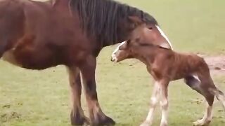 Adorable newborn foal takes first steps