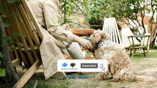 5 Important Tips How To Train Your Dog To Be A Well-behaved Companion Pet care and training