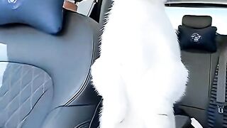 Funny cats funny Animal Tub Brighton your smile's to start your day
