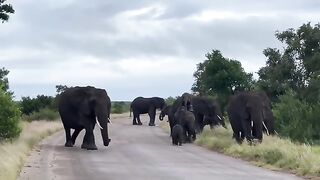 Elephant Fighting