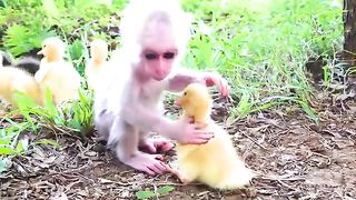 Baby monkey help take care of ducks and sleep relaxing