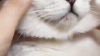Funny cute cat
