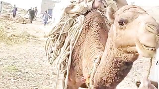Funny village video