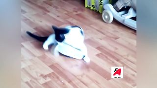 Funny_Videos_Of_Funny_Cats????????