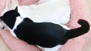funny cat and dog fightig