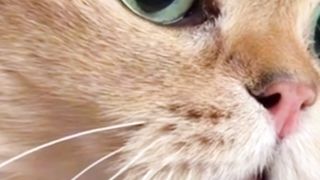 Lovely cat talking