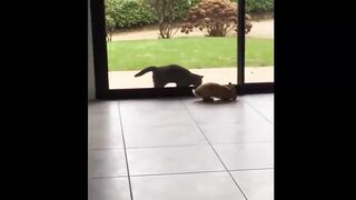 Verry funny rabbit vidios amazing vios