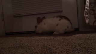 Must watch rabbit funny vidios 2023 amazing vidios