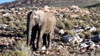 Funny animals sounds videos elephant
