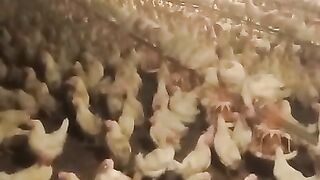 Layer birds for sale