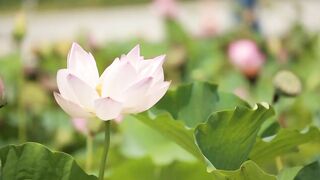 Flower dancing music|Best music for sleeping time|Relaxing music for deep sleep